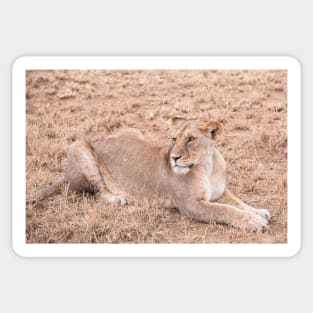 Serengeti Lion #9 Sticker